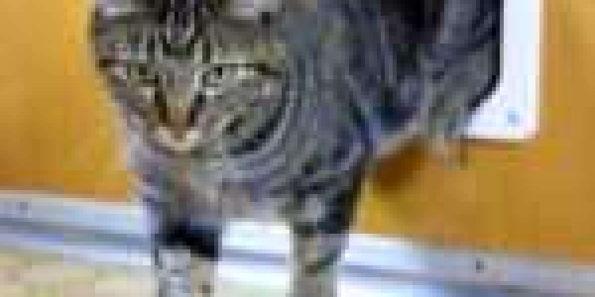 How To Solve Issues Related To Cat Door Fixing